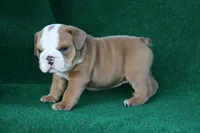 Harold, a male English Bulldog for sale in Rainsville, AL – 3 of 6