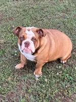 Harold, a male English Bulldog for sale in Rainsville, AL – 5 of 6