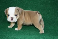 Edna, a female English Bulldog for sale in Rainsville, AL – 2 of 6