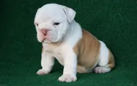 Arthur, a male English Bulldog for sale in Rainsville, AL – 4 of 6