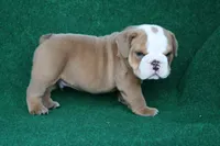 Harold, a male English Bulldog for sale in Rainsville, AL – 2 of 6