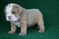 William, a male English Bulldog for sale in Rainsville, AL – 2 of 7
