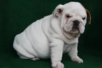 processed/2f69fa24-f9f9-437b-bc93-7298c3a5ca92/listing/d971ad53-145c-4e7b-9e28-45b75a344ec9/1a6f72ab-483b-400c-bf16-a182fa51a39f