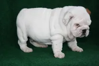 processed/2f69fa24-f9f9-437b-bc93-7298c3a5ca92/listing/d971ad53-145c-4e7b-9e28-45b75a344ec9/50c393d4-c118-4148-8bc3-ea7211a35e84