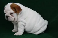 processed/2f69fa24-f9f9-437b-bc93-7298c3a5ca92/listing/d971ad53-145c-4e7b-9e28-45b75a344ec9/559f0fd5-384e-4b17-ab4a-262fdca178f9