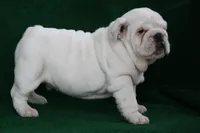 processed/2f69fa24-f9f9-437b-bc93-7298c3a5ca92/listing/d971ad53-145c-4e7b-9e28-45b75a344ec9/7cc737f1-f2ed-4464-8240-d395c2e3a1cc