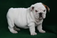 processed/2f69fa24-f9f9-437b-bc93-7298c3a5ca92/listing/d971ad53-145c-4e7b-9e28-45b75a344ec9/99515e7c-25a1-4948-940a-8195fe48046a