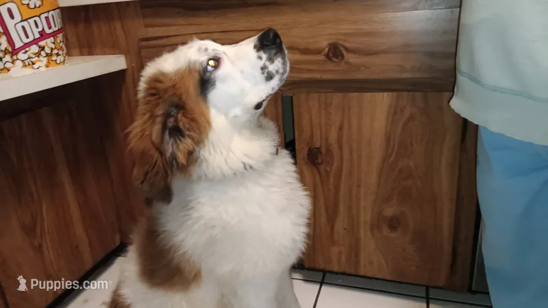 Stinky  – Saint Bernard puppy for sale in Riverside, CA