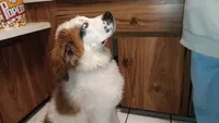 Stinky , a male Saint Bernard for sale in Riverside, CA – 1 of 6