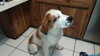 Stinky , a male Saint Bernard for sale in Riverside, CA – 4 of 6