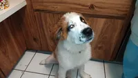 Stinky , a male Saint Bernard for sale in Riverside, CA – 2 of 6