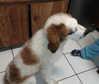 Stinky , a male Saint Bernard for sale in Riverside, CA – 6 of 6