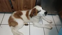Stinky , a male Saint Bernard for sale in Riverside, CA – 5 of 6