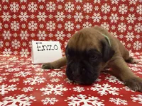 Enzo, a male Boxer for sale in Clementon, NJ – Photo 1 of 3