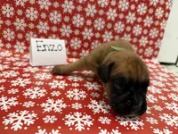 Enzo, a male Boxer for sale in Clementon, NJ – Photo 2 of 3
