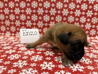 Enzo, a male Boxer for sale in Clementon, NJ – Photo 3 of 3