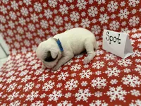 Spot, a male Boxer for sale in Clementon, NJ – Photo 2 of 2