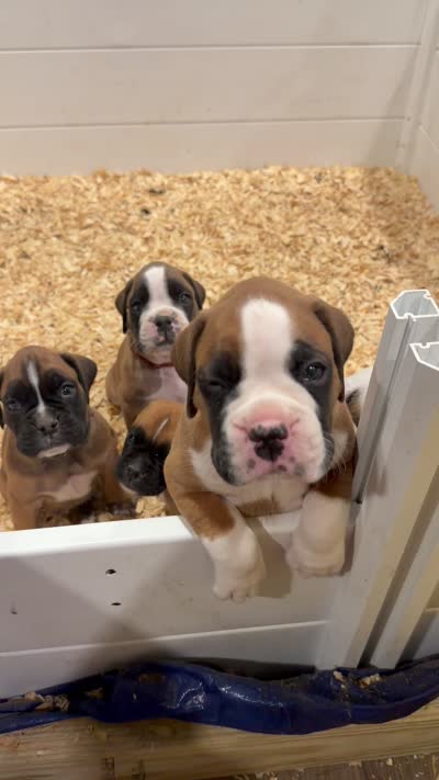 Coco, a female Boxer for sale in Clementon, NJ – 4 of 4