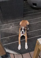 Minnie , a female Boxer for sale in Clementon, NJ – 2 of 6