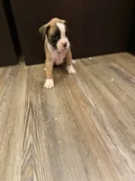 Minnie, a female Boxer for sale in Clementon, NJ – Photo 4 of 4