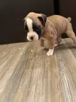 Minnie, a female Boxer for sale in Clementon, NJ – Photo 3 of 4