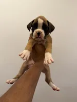 Minnie, a female Boxer for sale in Clementon, NJ – Photo 2 of 4