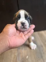 Lux , a male Boxer for sale in Clementon, NJ – 2 of 4