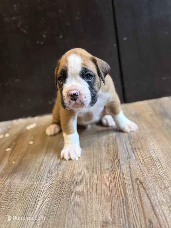 Branco – Boxer puppy for sale in Clementon, NJ