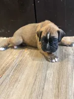 Brownie , a male Boxer for sale in Clementon, NJ – 3 of 4