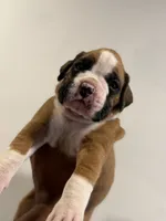 Branco, a male Boxer for sale in Clementon, NJ – 3 of 4