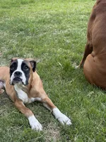 Minnie , a female Boxer for sale in Clementon, NJ – 6 of 6