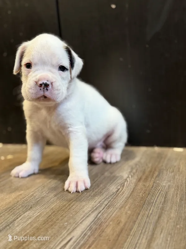 Snowball  – Boxer puppy for sale in Clementon, NJ