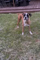 Minnie , a female Boxer for sale in Clementon, NJ – 4 of 6