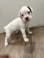 Snowball , a male Boxer for sale in Clementon, NJ – 3 of 5