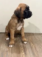 Brownie , a male Boxer for sale in Clementon, NJ – 6 of 7