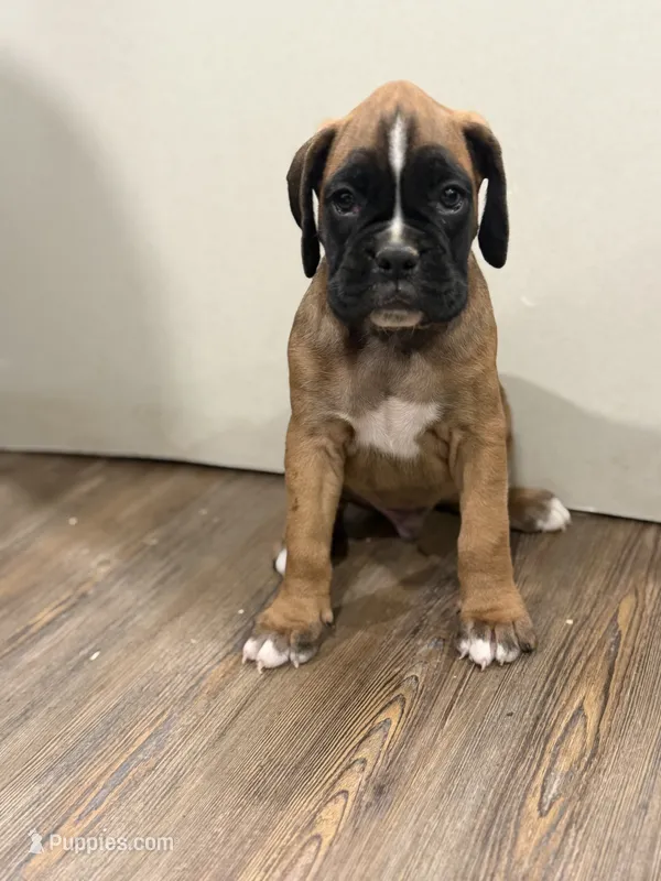Brownie  – Boxer puppy for sale in Clementon, NJ