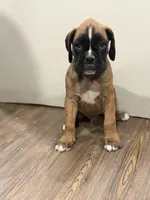 Brownie , a male Boxer for sale in Clementon, NJ – 1 of 7