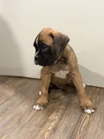 Brownie , a male Boxer for sale in Clementon, NJ – 5 of 7