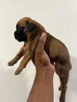 Coco, a female Boxer for sale in Clementon, NJ – 3 of 4