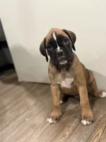 Brownie , a male Boxer for sale in Clementon, NJ – 3 of 7