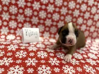 King, a male Boxer for sale in Clementon, NJ – Photo 3 of 3