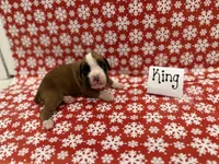 King, a male Boxer for sale in Clementon, NJ – Photo 2 of 3
