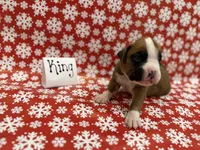 King, a male Boxer for sale in Clementon, NJ – Photo 1 of 3