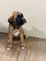 Brownie , a male Boxer for sale in Clementon, NJ – 4 of 7