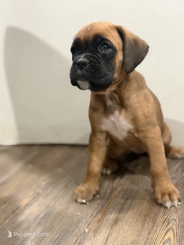 Coco – Boxer puppy for sale in Clementon, NJ