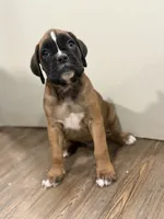 Brownie , a male Boxer for sale in Clementon, NJ – 2 of 7
