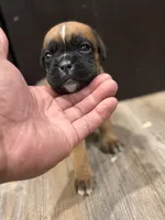 Coco, a female Boxer for sale in Clementon, NJ – 2 of 4