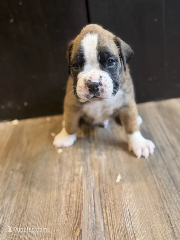 Lux  – Boxer puppy for sale in Clementon, NJ
