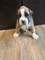 Lux , a male Boxer for sale in Clementon, NJ – 1 of 4