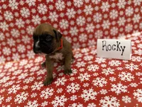Rocky, a male Boxer for sale in Clementon, NJ – Photo 1 of 2